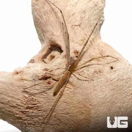 Long Jawed Orb Weaver For Sale - Underground Reptiles