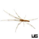 Long Jawed Orb Weaver For Sale - Underground Reptiles
