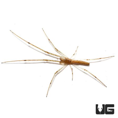 Long Jawed Orb Weaver For Sale - Underground Reptiles