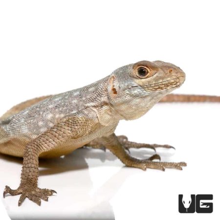Madagascar Spotted Spiny Tailed Iguana For Sale - Underground Reptiles