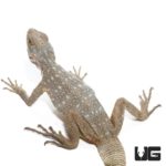 Madagascar Spotted Spiny Tailed Iguana For Sale - Underground Reptiles
