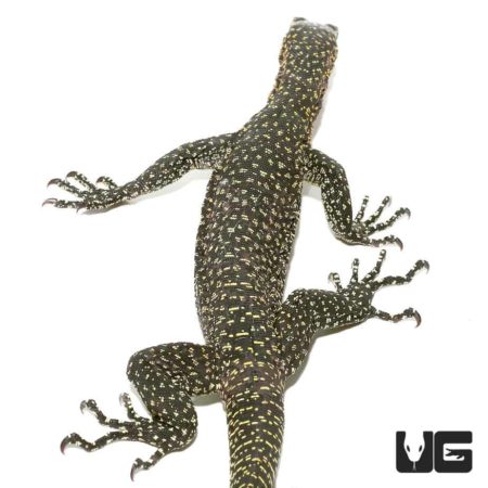 Adult Mangrove Monitors For Sale - Underground Reptiles