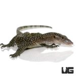 Adult Mangrove Monitors For Sale - Underground Reptiles