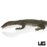 Adult Mangrove Monitors For Sale - Underground Reptiles