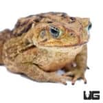Marine Toads For Sale - Underground Reptiles
