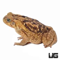 Marine Toads For Sale - Underground Reptiles
