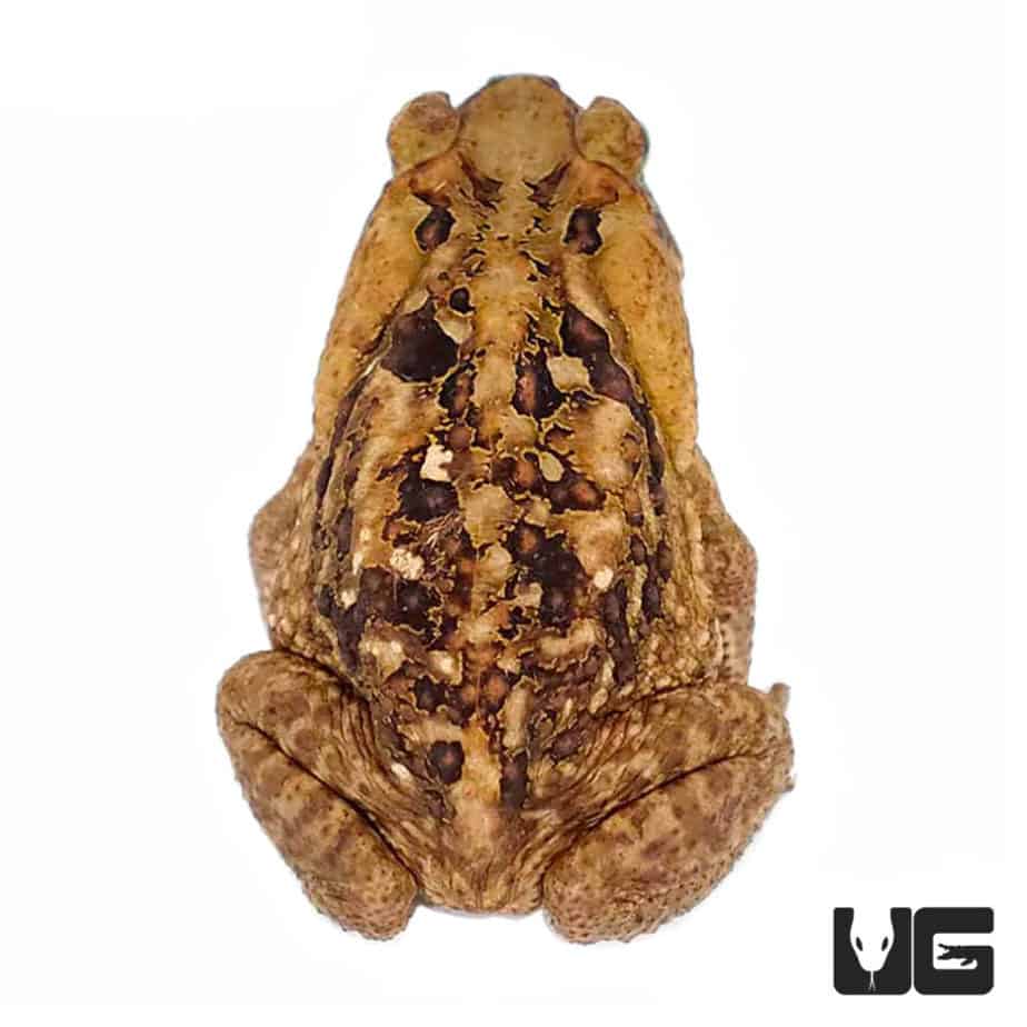 Marine Toads (Bufo marinus) For Sale Underground Reptiles