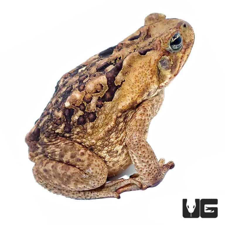 Marine Toads (Bufo marinus) For Sale Underground Reptiles