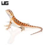 Baby Mocha Stripe Bearded Dragons (Pogona vitticeps) For Sale - Underground Reptiles
