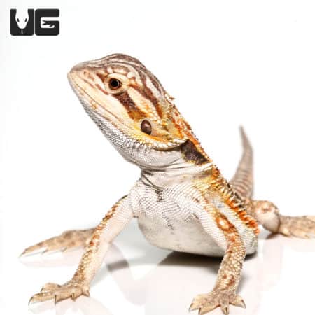 Baby Mocha Stripe Bearded Dragons (Pogona vitticeps) For Sale - Underground Reptiles
