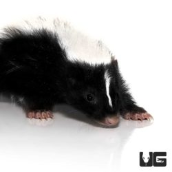 Baby Captive Bred Skunks For Sale - Underground Reptiles