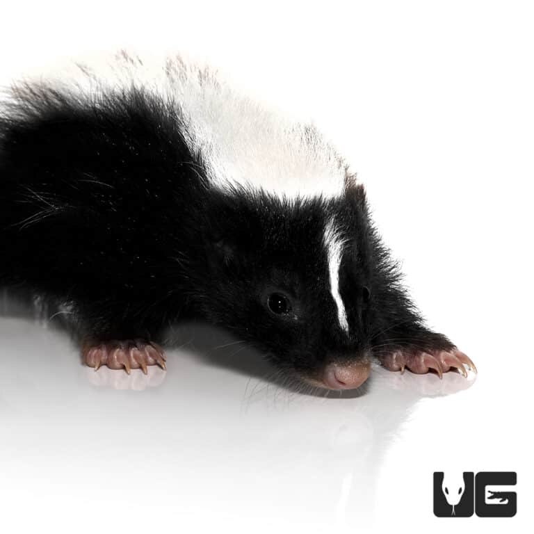 Baby Captive Bred Skunks For Sale Underground Reptiles
