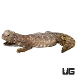 Baby Egyptian Uromastyx for sale - Underground Reptiles