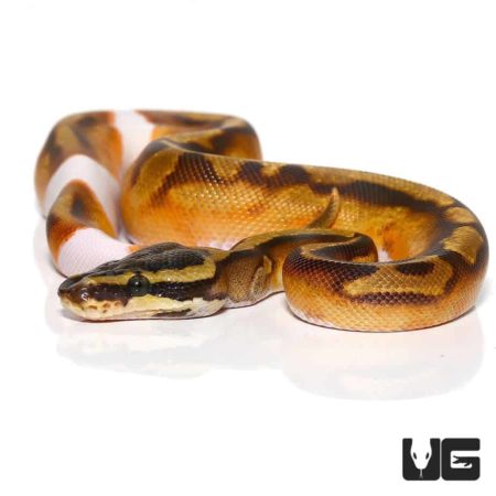 Baby Enchi Pied Ball Python For Sale - Underground Reptiles