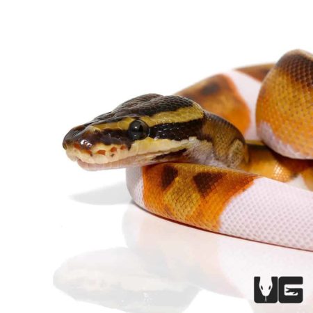 Baby Enchi Pied Ball Python For Sale - Underground Reptiles