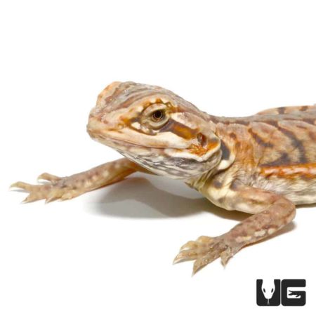 Baby Hypo Silky Bearded Dragons for sale - Underground Reptiles