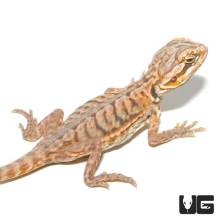 Baby Hypo Silky Bearded Dragons for sale - Underground Reptiles