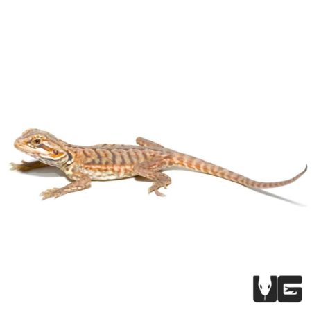 Baby Hypo Silky Bearded Dragons for sale - Underground Reptiles