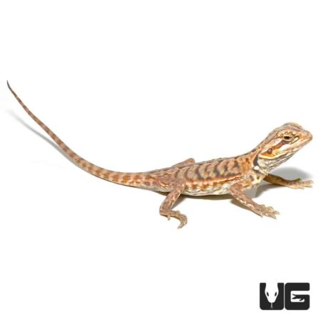Baby Hypo Silky Bearded Dragons for sale - Underground Reptiles