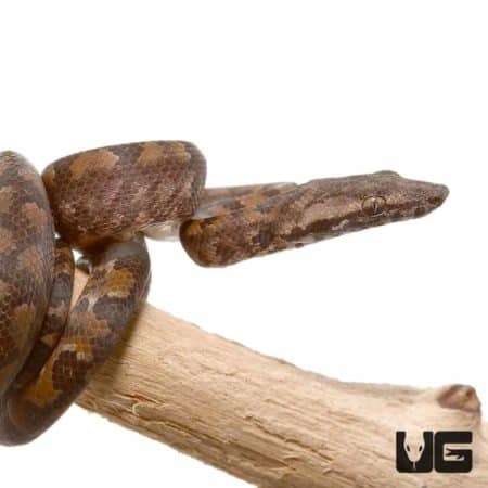 Baby Solomon Island Tree Boa for sale - Underground Reptiles