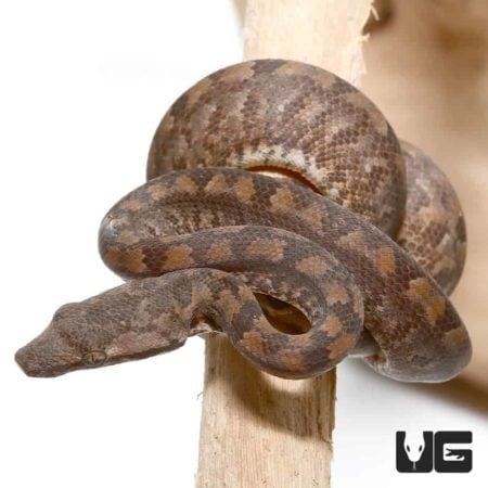 Baby Solomon Island Tree Boa for sale - Underground Reptiles