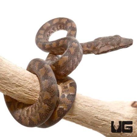 Baby Solomon Island Tree Boa for sale - Underground Reptiles