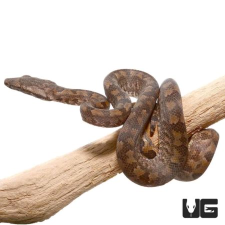 Baby Solomon Island Tree Boa for sale - Underground Reptiles