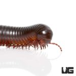 Giant African Millipedes for sale - Underground Reptiles