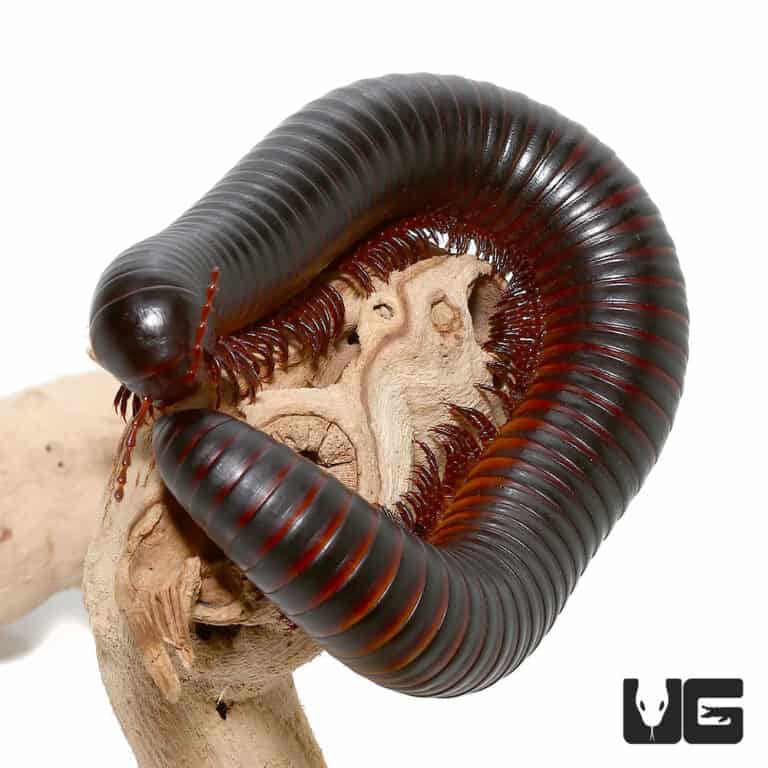 Giant African Millipedes (Archispirostreptus gigas) For sale