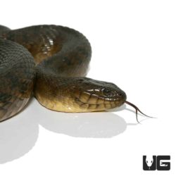 Jumbo Green Water Snakes For Sale - Underground Reptiles