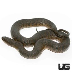 Jumbo Green Water Snakes For Sale - Underground Reptiles