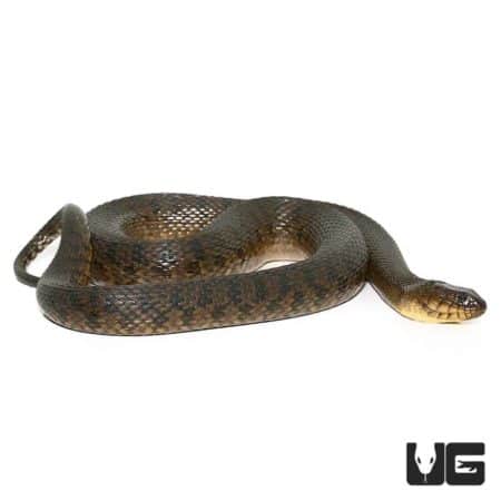 Jumbo Green Water Snakes For Sale - Underground Reptiles