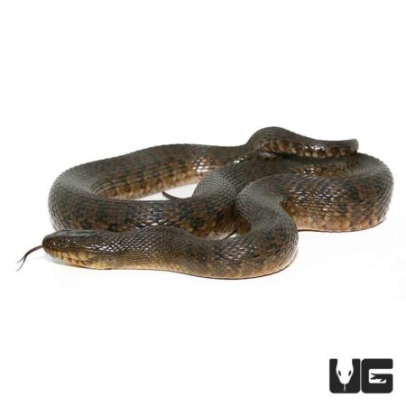Jumbo Green Water Snakes For Sale - Underground Reptiles