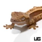 Quad Stripe Crested Geckos For Sale - Underground Reptiles