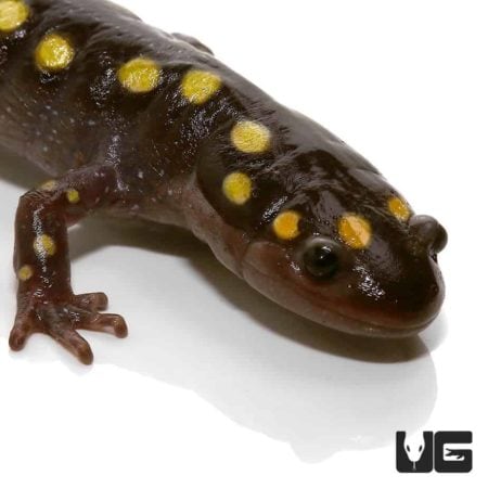 Spotted Salamander For Sale - Underground Reptiles