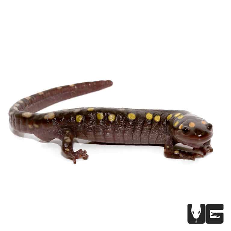 Spotted Salamander For Sale Underground Reptiles