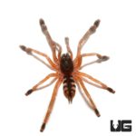 Orange Tree Spider For Sale - Underground Reptiles