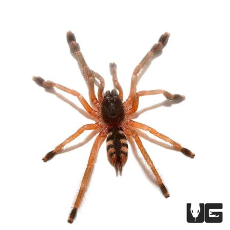 Orange Tree Spider For Sale - Underground Reptiles