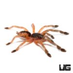 Orange Tree Spider For Sale - Underground Reptiles