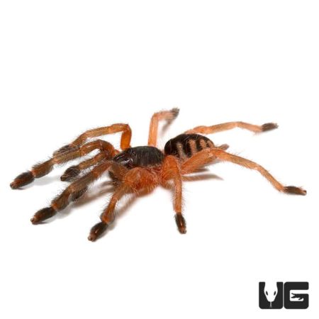 Orange Tree Spider For Sale - Underground Reptiles