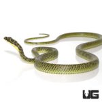 Ornate Flying Snake for sale - Underground Reptiles