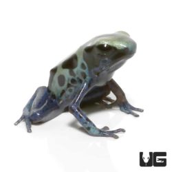 Oyapok Tinctorius Dart Frogs For Sale - Underground Reptiles