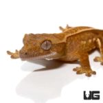 Partial Pinstripe Crested Geckos For Sale - Underground Reptiles