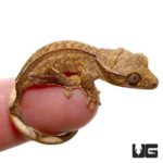 Partial Pinstripe Crested Geckos For Sale - Underground Reptiles