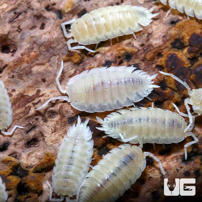 Porcellio Scaber "White" Isopods for sale - Underground Reptiles