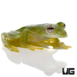 Powdered Glass Tree Frog For Sale - Underground Reptiles