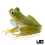 Powdered Glass Tree Frog For Sale - Underground Reptiles