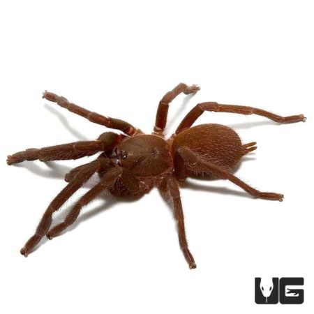 Quezon Blue Earth Tiger Tarantula (Orphnaecus sp) For Sale - Underground Reptiles