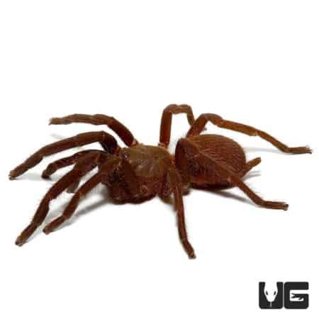 Quezon Blue Earth Tiger Tarantula (Orphnaecus sp) For Sale - Underground Reptiles