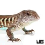 Rainbow Amievas For Sale - Underground Reptiles